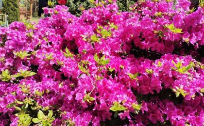 Vreme mai caldă și precipitații reduse. Prognoza ANM pentru următoarele patru săptămâni