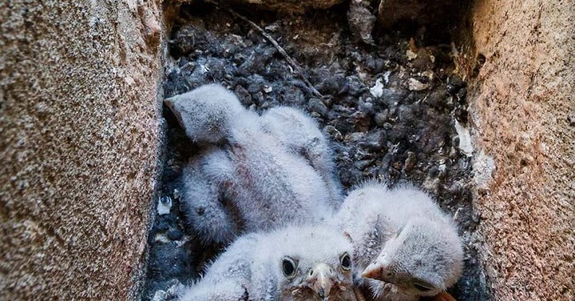 Pedepse cu închisoarea pentru infracțiuni privind regimul ariilor naturale protejate, atrag atenția comisarii Gărzii de Mediu Timiș