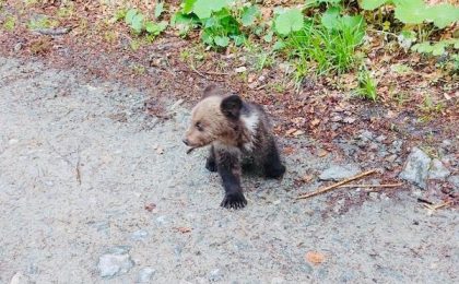 Video / Doi pui de urs au rămas blocați într-un tomberon din Poiana Brașov