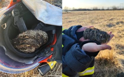 De frică, inima-i bate cu atâta putere că-i simți vibrațiile-n palmă!