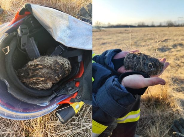 De frică, inima-i bate cu atâta putere că-i simți vibrațiile-n palmă!