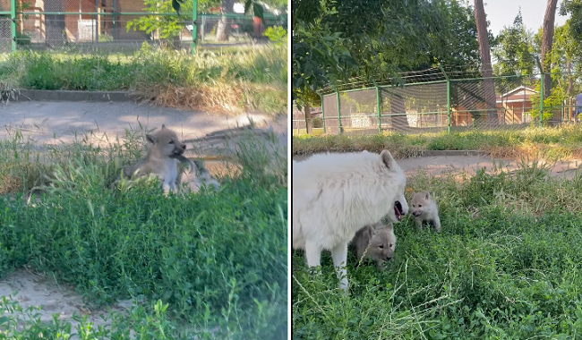 Premieră națională: S-au născut doi pui de lup alb la Grădina Zoologică Oradea