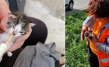 Trei pui de pisică au fost salvați de angajații de la drumuri. Pentru pisicuțele aruncate într-o parcare se caută familie