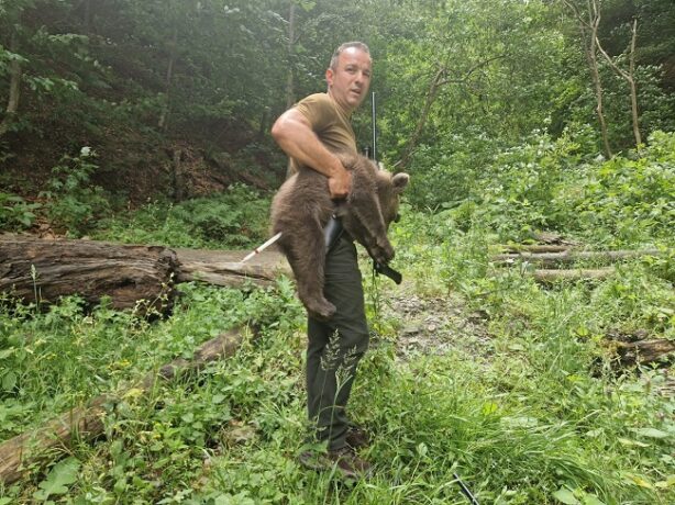 Unul dintre cei trei pui ai ursoaicei ucise pe Transfăgărăşan a fost găsit și e în siguranță