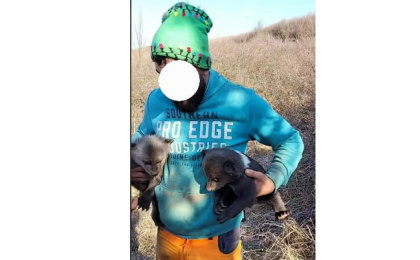 Un tânăr de 21 de ani este cercetat după ce a scos din bârlog doi pui de urs