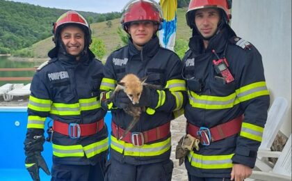 Un pui de vulpe rămas captiv într-un bazin a fost salvat de pompieri