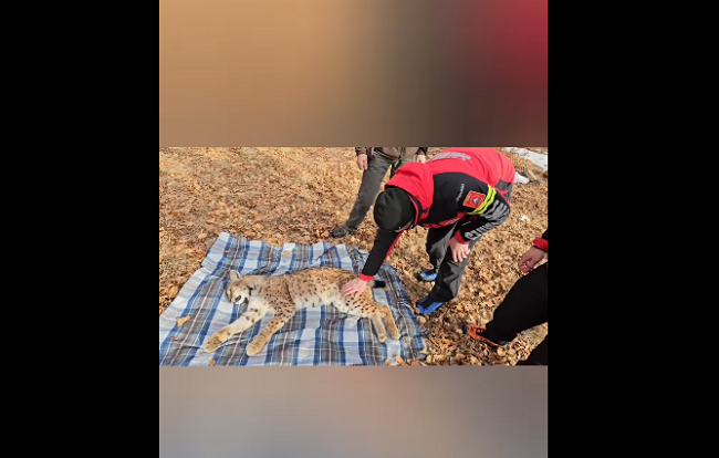 Râs căzut într-o fântână, recuperat de salvamontişti 1 Râs căzut într-o fântână, recuperat de salvamontişti