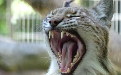 O grădină zoologică cere „donarea” animalelor de companie nedorite, pentru hrănirea prădătorilor