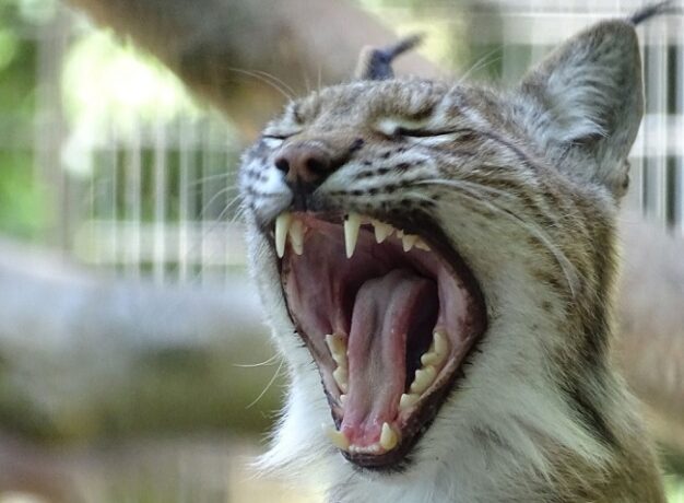 O grădină zoologică cere „donarea” animalelor de companie nedorite, pentru hrănirea prădătorilor