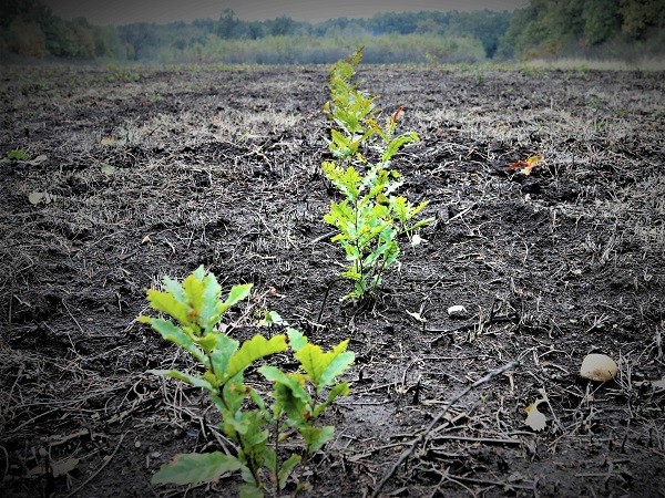 Romsilva a plantat aproape 22 milioane puieți în campania de împăduriri de primăvară