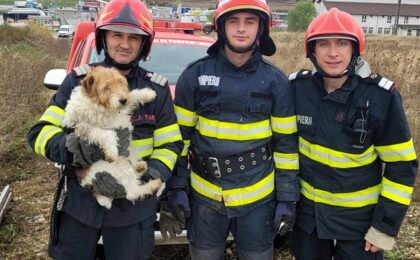 Fiecare viață contează! Pompierii timișeni au salvat un câine căzut într-un canal