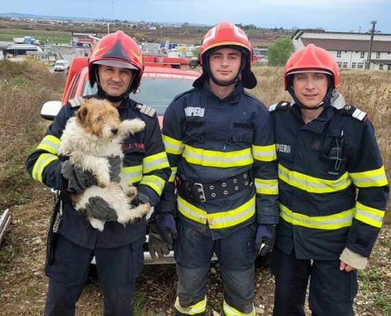 Fiecare viață contează! Pompierii timișeni au salvat un câine căzut într-un canal