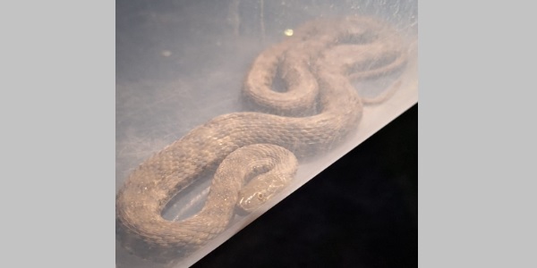 O familie din Eșelnița s-a trezit cu un șarpe în dormitor