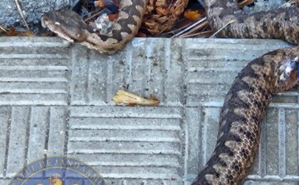 Un șarpe a fost capturat într-un parc din Simeria