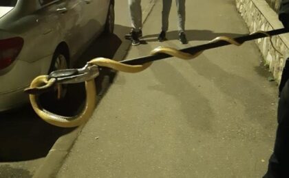 Şarpe de peste 1,5 m a fost scos de jandarmi de la motorul unei maşini