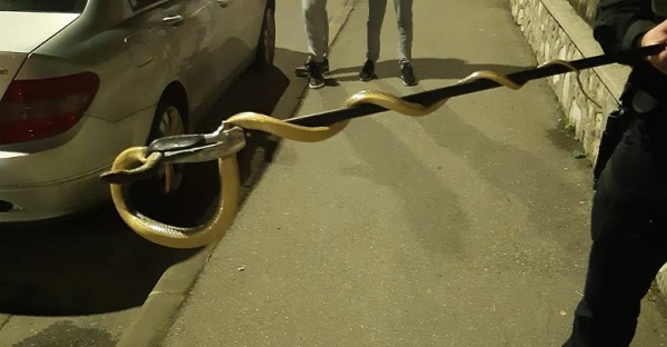 Şarpe de peste 1,5 m a fost scos de jandarmi de la motorul unei maşini
