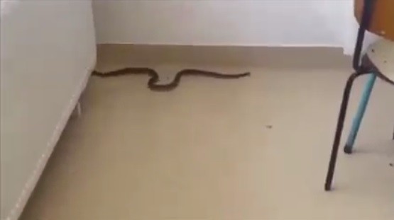 Surpriza din spital, șarpele din salon (video)