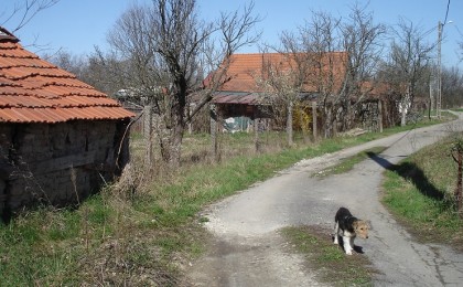 satul Pini