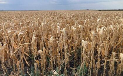 Timiș: Seceta a afectat până la 70% din culturile de porumb și floarea-soarelui