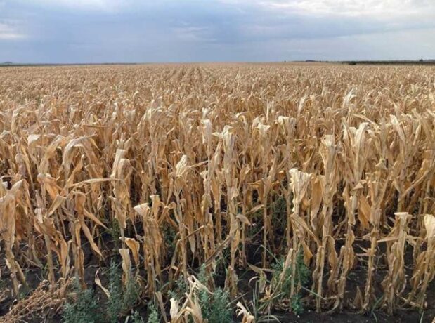 Timiș: Seceta a afectat până la 70% din culturile de porumb și floarea-soarelui