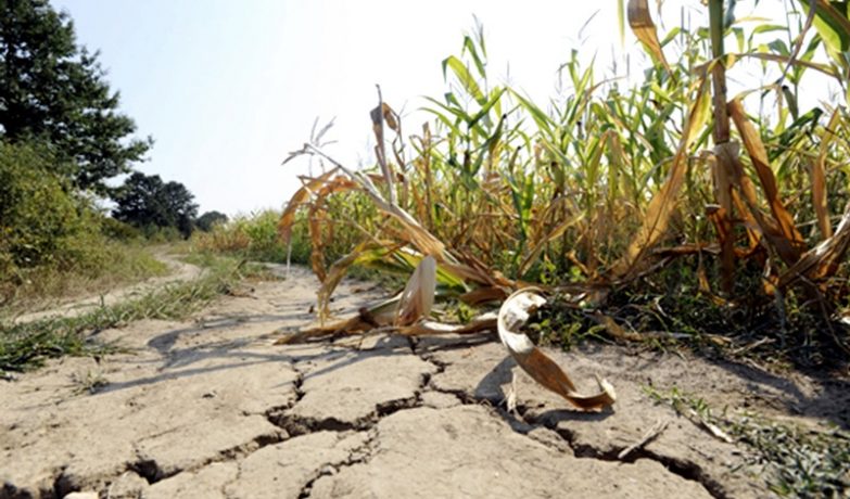 Suprafața afectată de secetă în România a depășit un milion de hectare de teren agricol. Pe lista celor mai afectate județe se află și Timișul