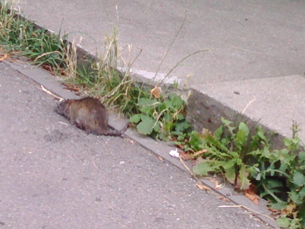 Timișoara, raiul șobolanilor: invadată de rozătoare, după criza gunoaielor și lipsa deratizării