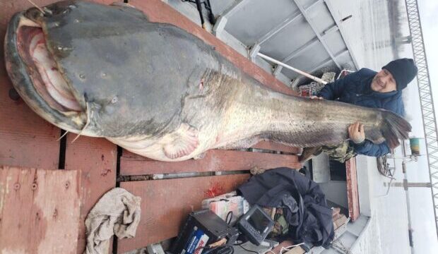 Somn de aproape 3 metri, prins pe Dunăre, în Banat