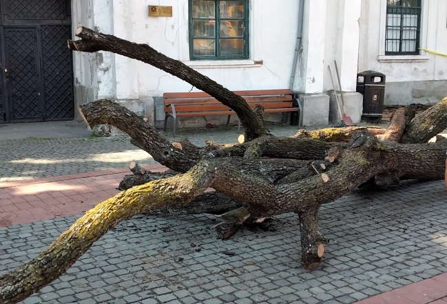 Stejarul istoric din Piața Libertății, pus la pământ