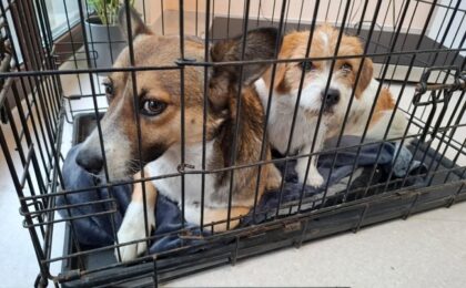 Parteneriat pentru încurajarea adopțiilor de câini fără stăpân, încheiat între Primăria Timișoara, Danyflor și Asociația Pawsitive Change Romania