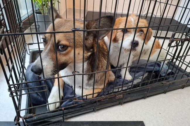 Parteneriat pentru încurajarea adopțiilor de câini fără stăpân, încheiat între Primăria Timișoara, Danyflor și Asociația Pawsitive Change Romania