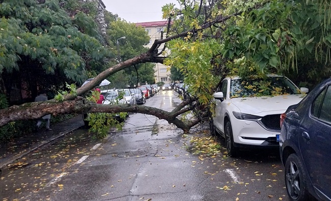 Stradă blocată la Timișoara, după ce un pom a căzut peste șosea și o mașină