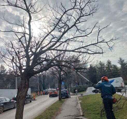 Tăieri de corecție la arbori de pe unele străzi din Timișoara