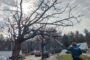Tăieri de corecție la arbori de pe unele străzi din Timișoara