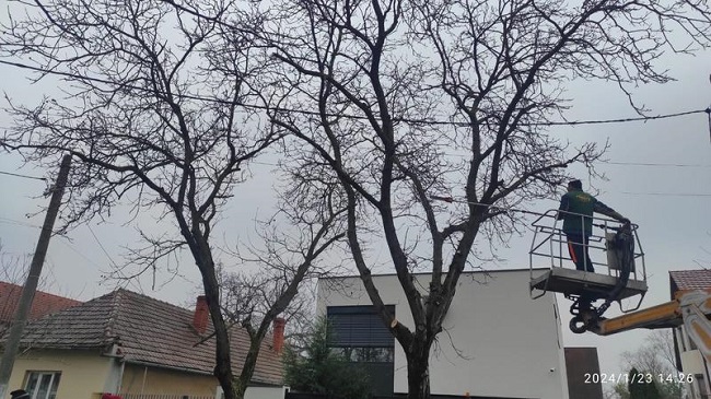 Tăieri de corecție la arborii din Timișoara