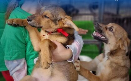 Târg de adopții de câini, la Timișoara