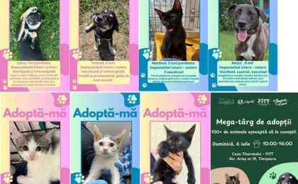 Fii eroul unui suflet blănos! Târg de adopții căţei şi pisicuţe la Timișoara