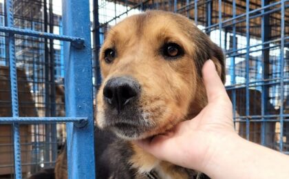 Peste 100 de câini și pisici, puiuţi sau adulţi, își caută o familie, la un nou târg de adopţii în Timişoara