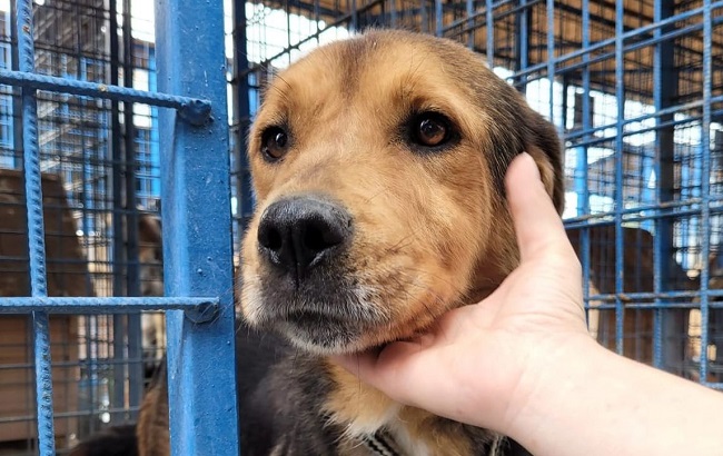 Peste 100 de câini și pisici, puiuţi sau adulţi, își caută o familie, la un nou târg de adopţii în Timişoara 1 Peste 100 de câini și pisici, puiuţi sau adulţi, își caută o familie, la un nou târg de adopţii în Timişoara