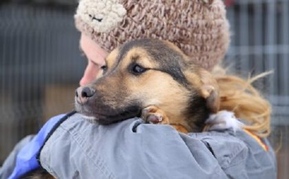 Peste 100 de câini și pisici își caută o familie, la un nou târg de adopţii în Timişoara