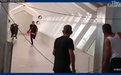 Momente de panică într-o bancă, după ce un taur a dat buzna în instituție. Ce s-a întâmplat cu angajații (video) 4 Momente de panică într-o bancă, după ce un taur a dat buzna în instituție. Ce s-a întâmplat cu angajații (video)
