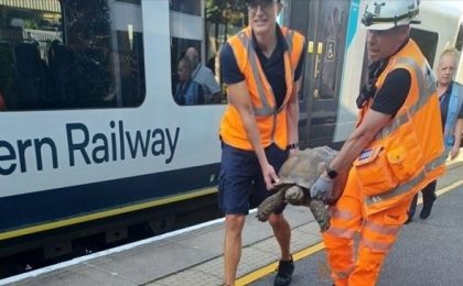 O țestoasă a provocat întârzieri ale trenurilor în Anglia, după ce s-a urcat încet pe șine 1 O țestoasă a provocat întârzieri ale trenurilor în Anglia, după ce s-a urcat încet pe șine