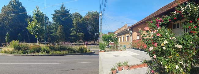 Casele bănățene de la țară au rondouri cu trandafiri, în timp ce Timișoara arată ca o stepă
