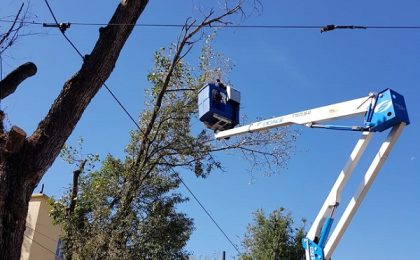 Se toaletează copacii! Modificări în circulaţia unor mijloace de transport în comun din Timişoara