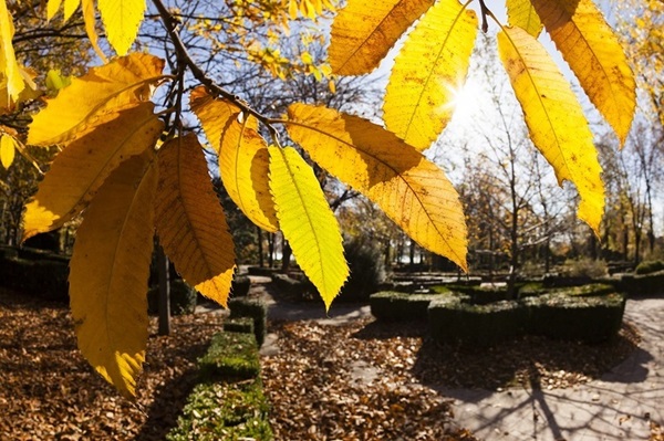 Sfârşit de octombrie şi început de noiembrie cu temperaturi mai coborâte decât cele obişnuite şi cu ploi în toată ţara 1 Temperaturi mai ridicate decât cele specifice perioadei, până la începutul lunii decembrie. Prognoza meteo pentru următoarele patru săptămâni