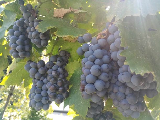 Sprijin de până la un milion de euro pentru fermierii din domeniul strugurilor de masă