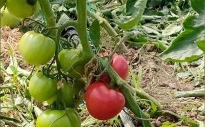 Subvenții tăiate pentru legumicultorii care folosesc substanțe interzise ca să grăbească coacerea tomatelor