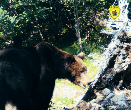 Urșii au defilat ca la paradă în Defileul Jiului. Imaginile au devenit virale pe internet