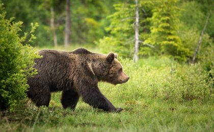 Urs capturat în apropiere de Lipova. Este primul din istoria zonei