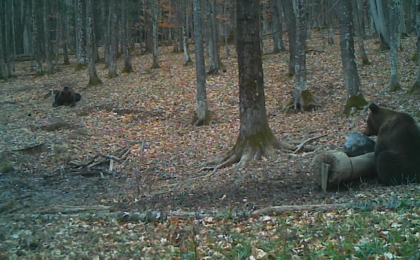 Urs surprins la joacă într-o pădure din Banat