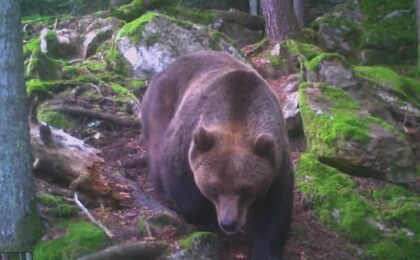 Un superb exemplar de urs, filmat într-o pădure din Banat (video)